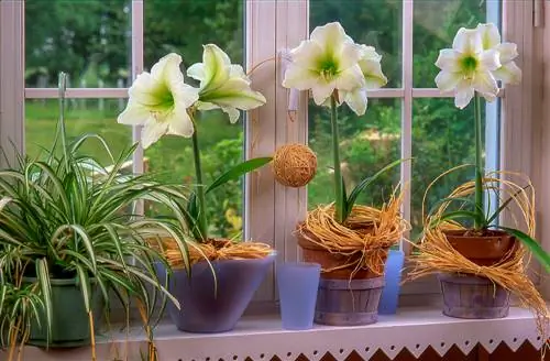 amaryllis-in-pot