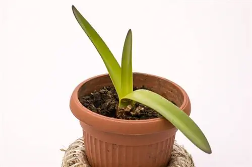 Nắm vững cách chăm sóc cây amaryllis vào mùa thu: Những mẹo và thủ thuật quan trọng