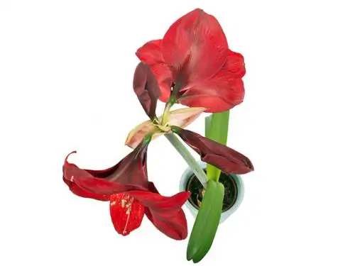 Amaryllis sorg: Dit is hoe jou kamerplant perfek floreer