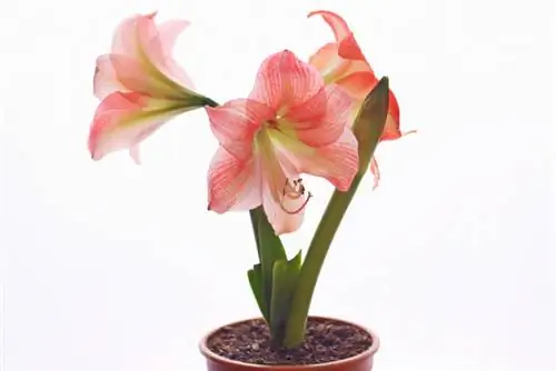 Zo vind je de ideale standplaats voor je amaryllis