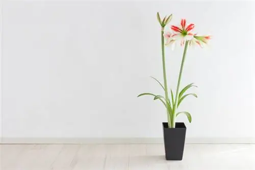 Amaryllis: Správná teplota pro optimální růst