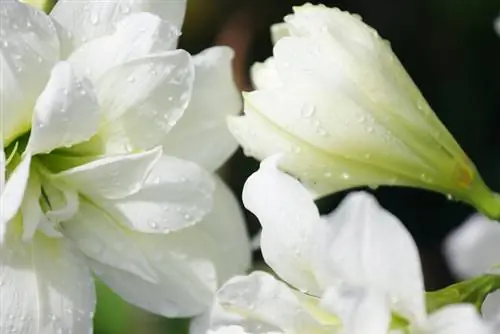 Radiant elegance: Amaryllis varieties in immaculate white