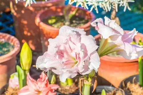 Amaryllis verpotten: succesvolle instructies voor nieuwe bloemen