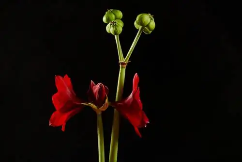 Amaryllis nakon cvatnje