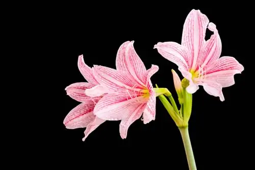 Tưới nước cho cây amaryllis: Tần suất tưới nước là lý tưởng để cây phát triển khỏe mạnh?