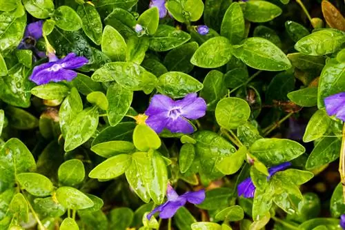 Propager Vinca mineur