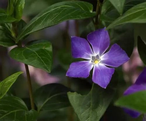 Kada žydi periwinkle?