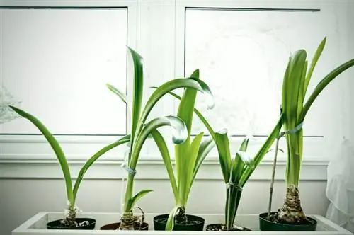 Cultivez facilement votre propre amaryllis - voici comment cela fonctionne avec les graines et les bulbes