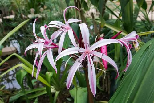 Plantes similaires à l'étoile de chevalier