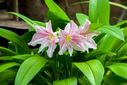 Om die amaryllis suksesvol te somer - dit is hoe dit werk