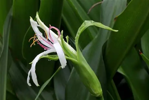 Overwintering hook lilies: This is how it works without any problems