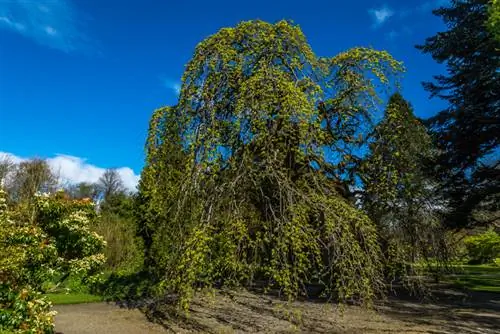 Orme pleureur dans le jardin