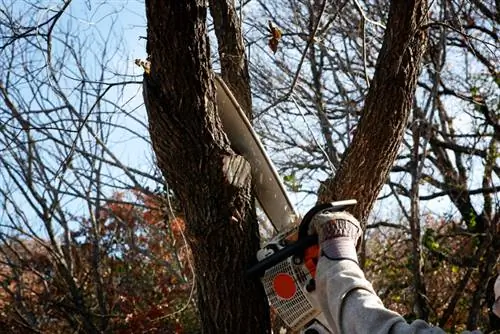 Columnar oak pruning