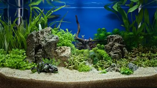 Le lys à crochet enrichit votre aquarium d'une touche exotique - voici comment cela fonctionne