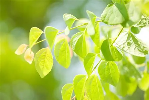 Cake tree pruning