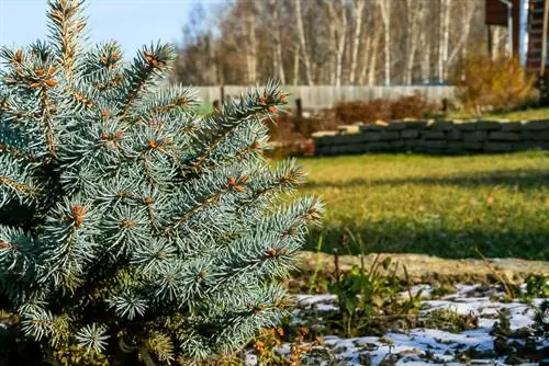 Planting blue spruce: tips for location, soil and planting time