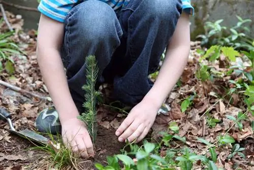 Stekken van blauwe sparren