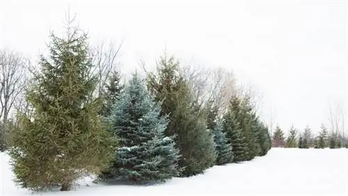 Holly spruce Christmas tree