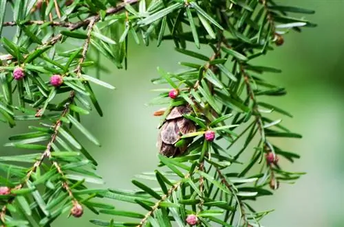 Poda de cicuta canadense