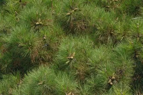 Pemangkasan pinus hitam