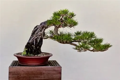 Svart furu bonsai