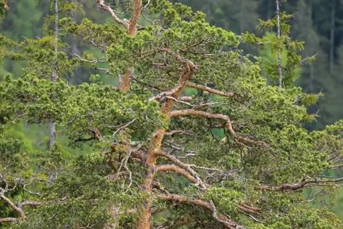 Altezza del pino nero