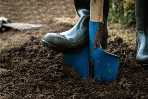 Retirer le saule tire-bouchon