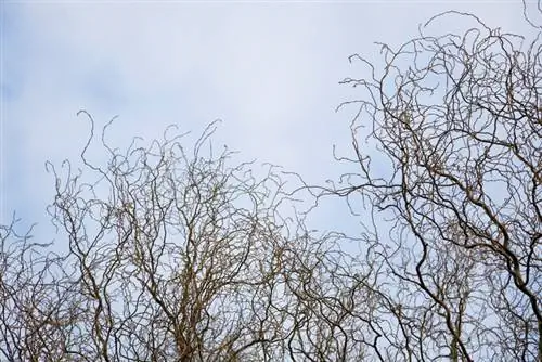 Infestation ng corkscrew willow