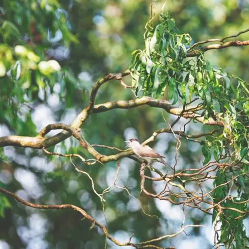 কর্কস্ক্রু উইলো কাটিং