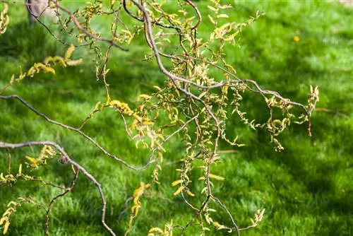 Corkscrew willow offshoot