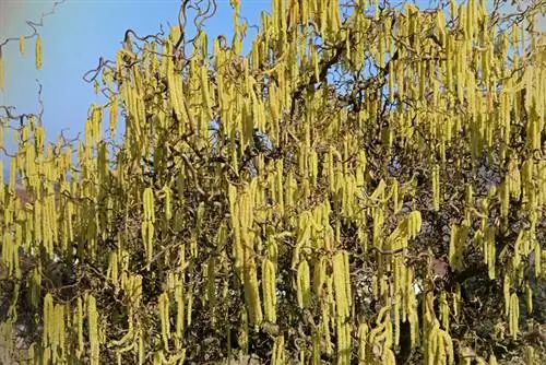 Hancurkan pohon willow pembuka botol