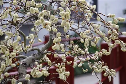 Bonsai corkscrew willow