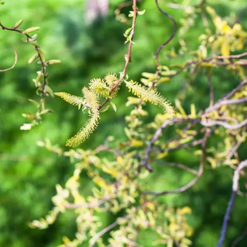 Corkscrew willow toxic