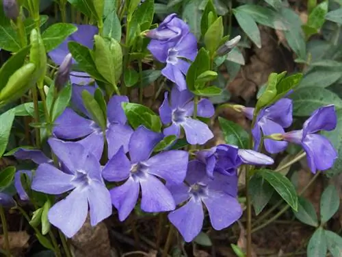 Vinca manzillari