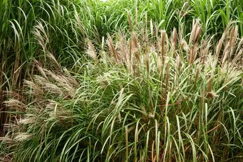 Riete in die tuin: voordele en nadele in 'n oogopslag