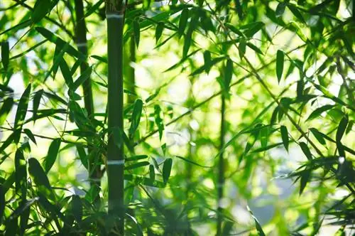 Fargesia bamboo in the garden: This is how it thrives without any problems