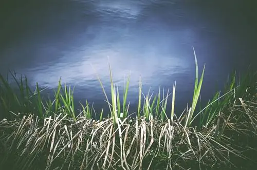 Riet snijden: juiste aanpak en ideale tijd