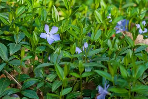 Vinca giftig