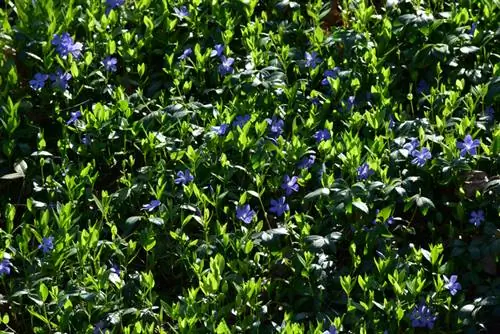 Vinca աննշան տնկման հեռավորությունը