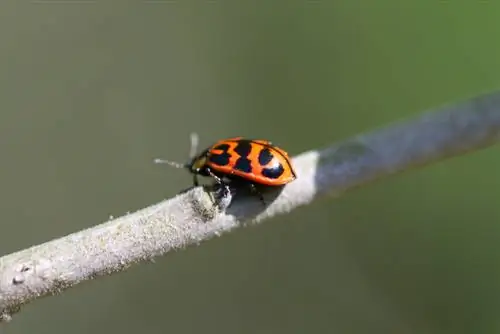 Coléoptère du saule tire-bouchon