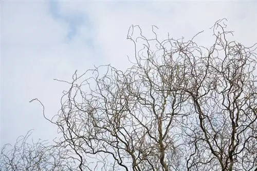 Transplantation de saule tire-bouchon : quand et comment le faire au mieux