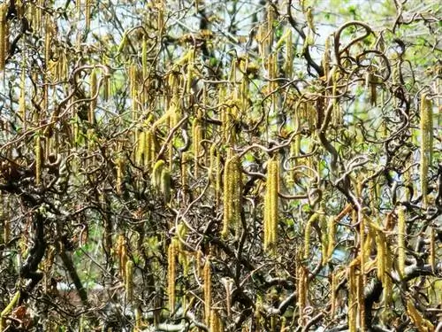 Tabia za Corkscrew Willow