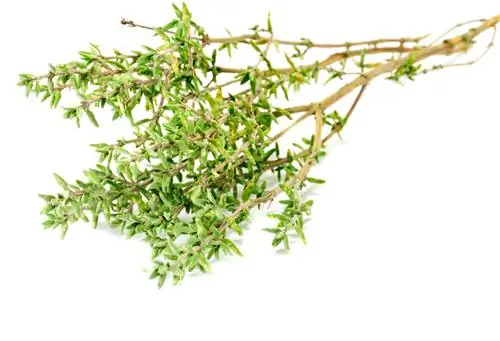 Harvesting lemon thyme: what should you pay attention to?