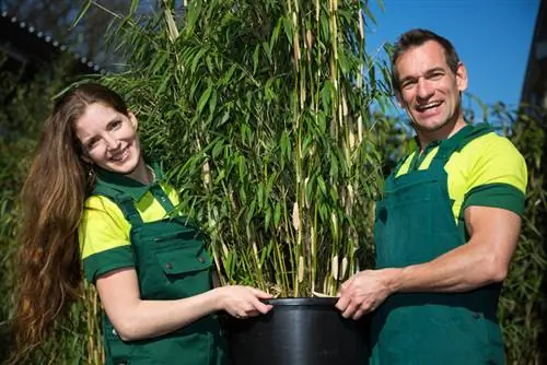 Bamboe Fargesia: de mooiste soorten voor uw tuin