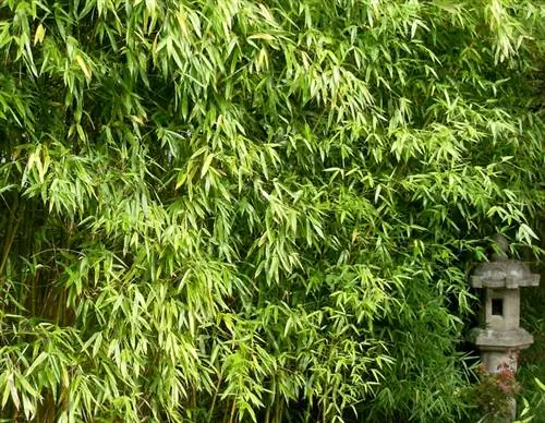 Bamboo Fargesia adatvédelmi képernyő