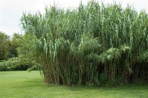 Reeds as a hedge