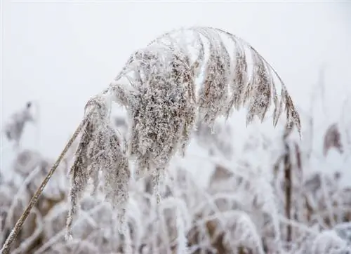 Givre de roseau