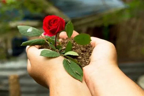 Plantar rosas en otoño: ¿Por qué ahora es el mejor momento?