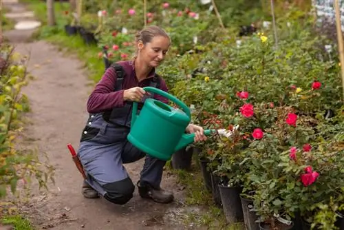 How to plant roses in spring