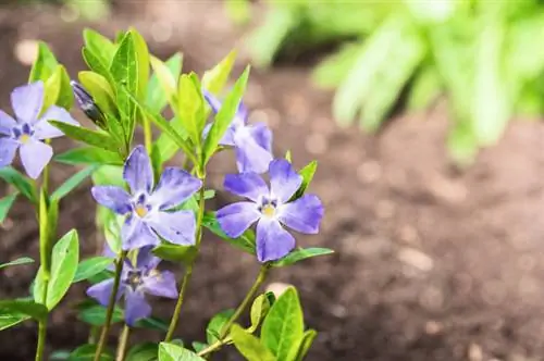 Bemest groenblijvende planten